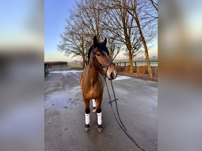 Schweres Warmblut Mix Wallach 5 Jahre 165 cm Brauner in KleveKleve