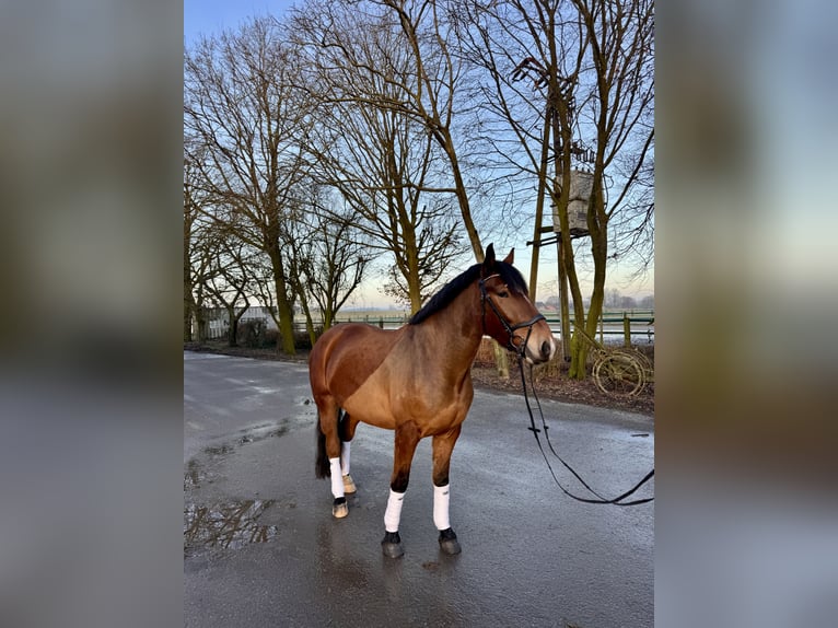 Schweres Warmblut Mix Wallach 5 Jahre 165 cm Brauner in KleveKleve