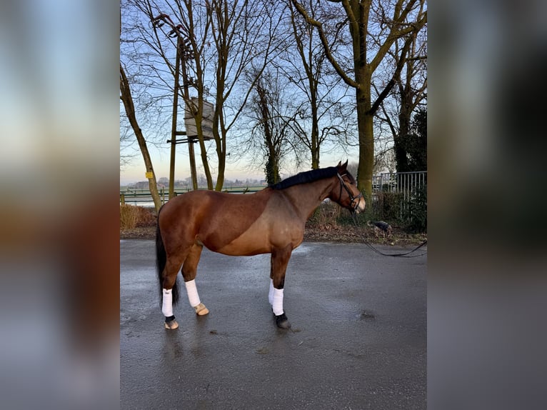 Schweres Warmblut Mix Wallach 5 Jahre 165 cm Brauner in KleveKleve