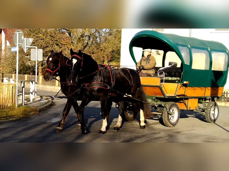 Schweres Warmblut Wallach 5 Jahre 166 cm Rappe in Kamenz