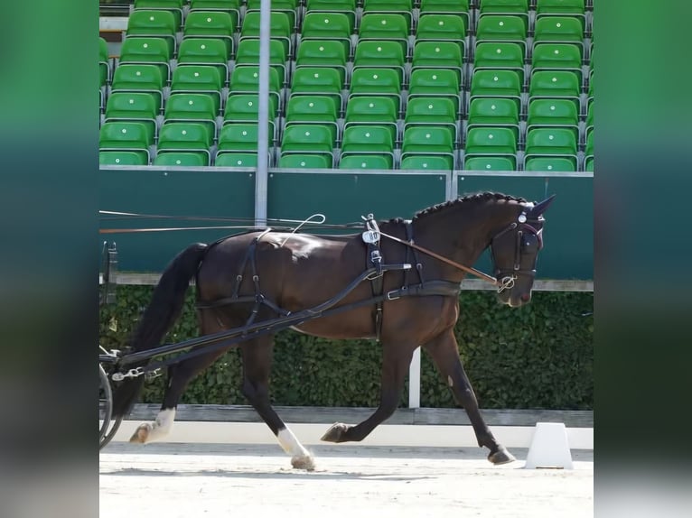 Schweres Warmblut Wallach 5 Jahre 167 cm Rappe in Bottenbach