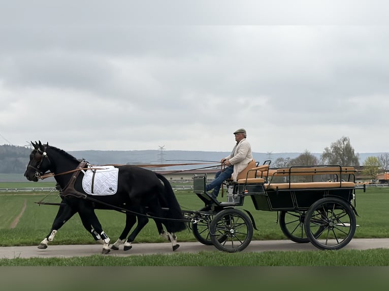 Schweres Warmblut Wallach 5 Jahre 167 cm Rappe in Riedlingen