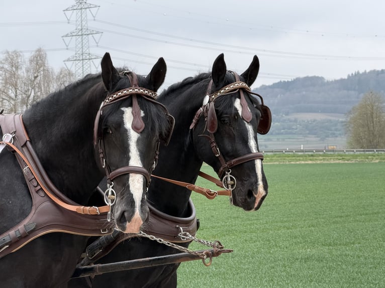 Schweres Warmblut Wallach 5 Jahre 167 cm Rappe in Riedlingen