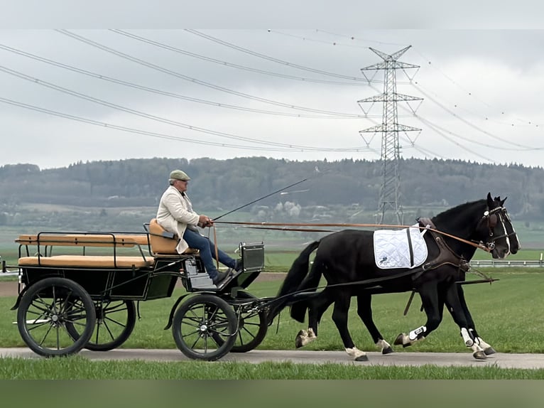 Schweres Warmblut Wallach 5 Jahre 167 cm Rappe in Riedlingen