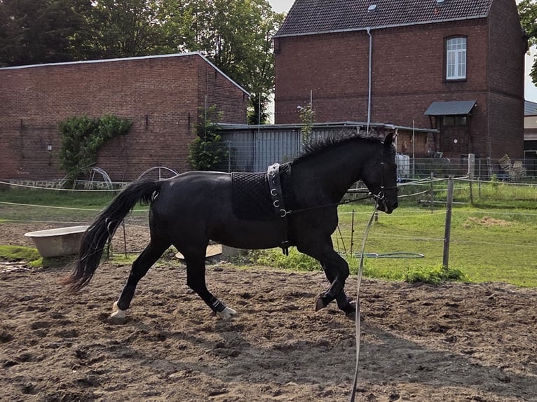 Schweres Warmblut Wallach 5 Jahre 168 cm Rappe in Zerbst