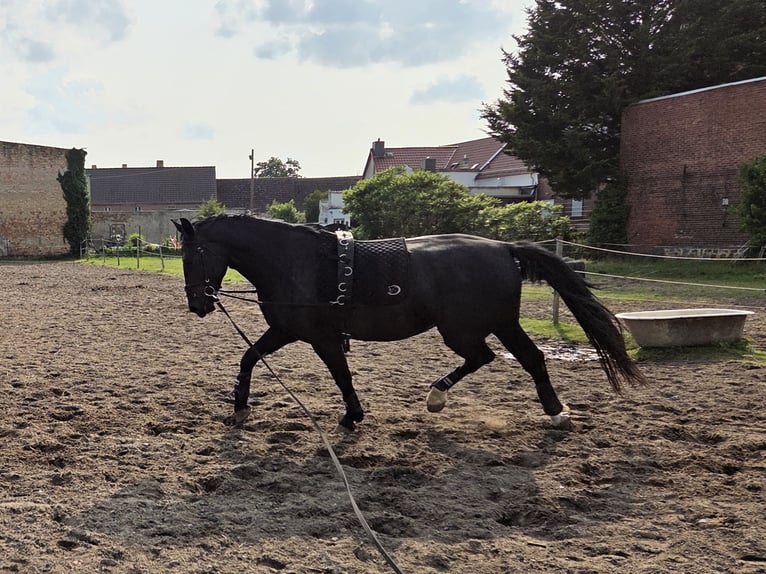 Schweres Warmblut Wallach 5 Jahre 168 cm Rappe in Zerbst