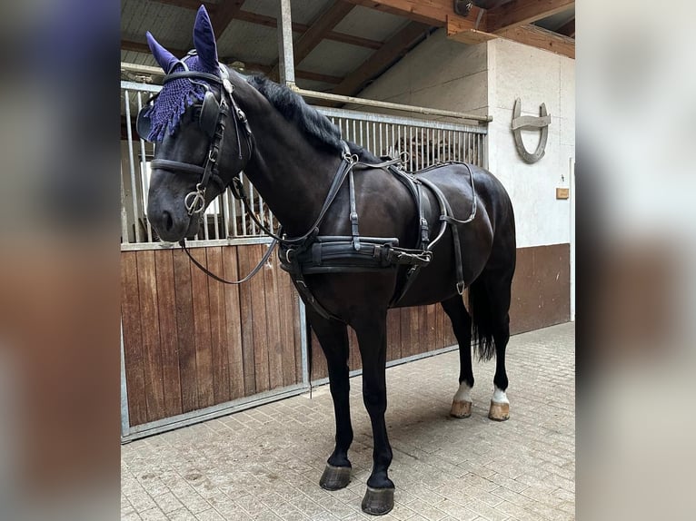 Schweres Warmblut Wallach 5 Jahre 170 cm Rappe in Hambrücken