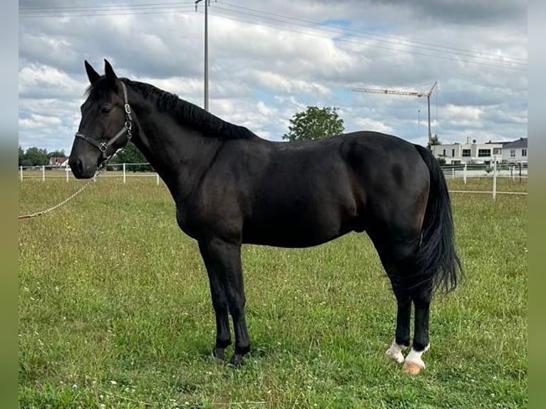 Schweres Warmblut Wallach 5 Jahre 170 cm Rappe in Hambrücken