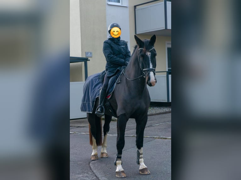 Schweres Warmblut Wallach 5 Jahre 172 cm Dunkelbrauner in Altenfelden