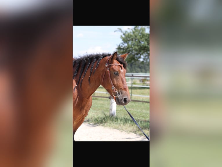 Schweres Warmblut Wallach 6 Jahre 155 cm Brauner in Unterdietfurt