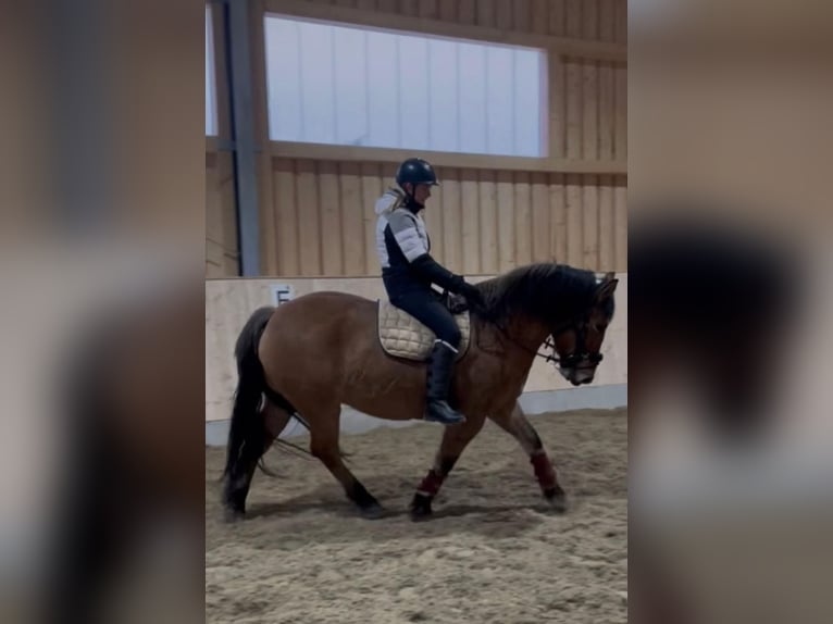 Schweres Warmblut Mix Wallach 6 Jahre 155 cm Falbe in Hofstetten