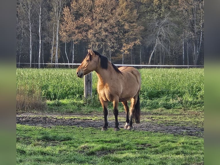 Schweres Warmblut Wallach 6 Jahre 156 cm Falbe in Neustadt am Rübenberge