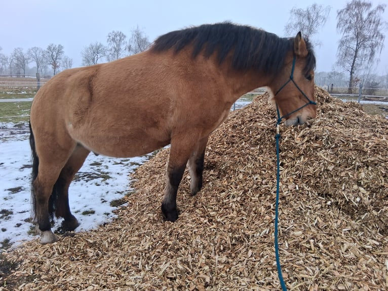 Schweres Warmblut Wallach 6 Jahre 156 cm Falbe in Neustadt am Rübenberge