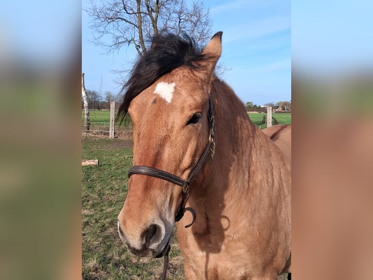 Schweres Warmblut Wallach 6 Jahre 156 cm Falbe in Neustadt am Rübenberge