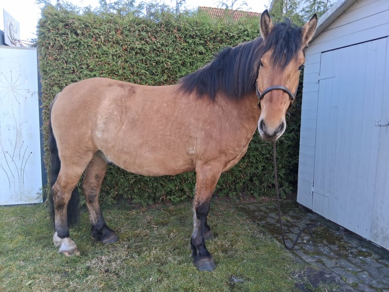 Schweres Warmblut Wallach 6 Jahre 156 cm Falbe in Neustadt am Rübenberge