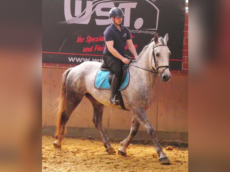 Schweres Warmblut Mix Wallach 6 Jahre 160 cm in Dorsten