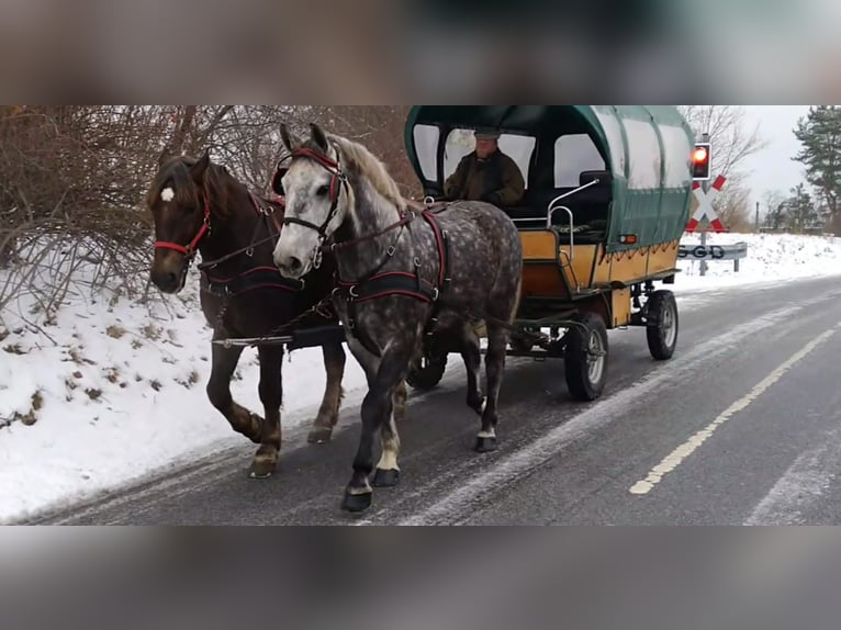 Schweres Warmblut Wallach 6 Jahre 165 cm Apfelschimmel in Kamenz