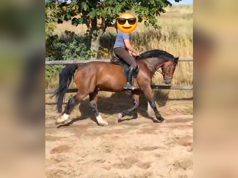 Schweres Warmblut Wallach 6 Jahre 165 cm Brauner in Altenberg