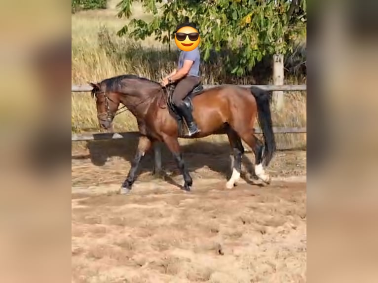 Schweres Warmblut Wallach 6 Jahre 165 cm Brauner in Altenberg