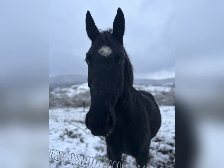 Schweres Warmblut Wallach 6 Jahre 165 cm Rappe in Weilersbach