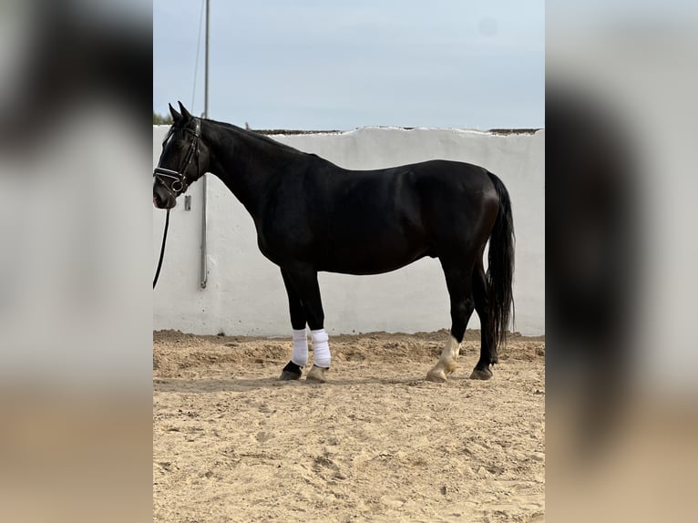 Schweres Warmblut Wallach 6 Jahre 166 cm Rappe in Bad Langensalza