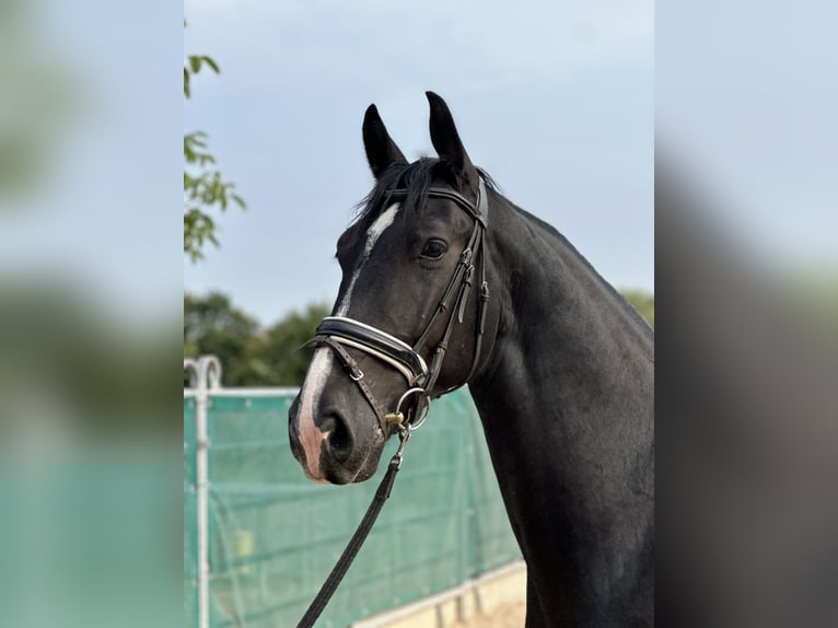 Schweres Warmblut Wallach 6 Jahre 166 cm Rappe in Bad Langensalza