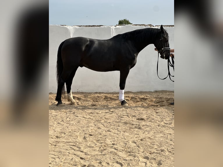 Schweres Warmblut Wallach 6 Jahre 166 cm Rappe in Bad Langensalza