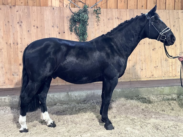 Schweres Warmblut Wallach 6 Jahre 166 cm Rappe in Riedlingen