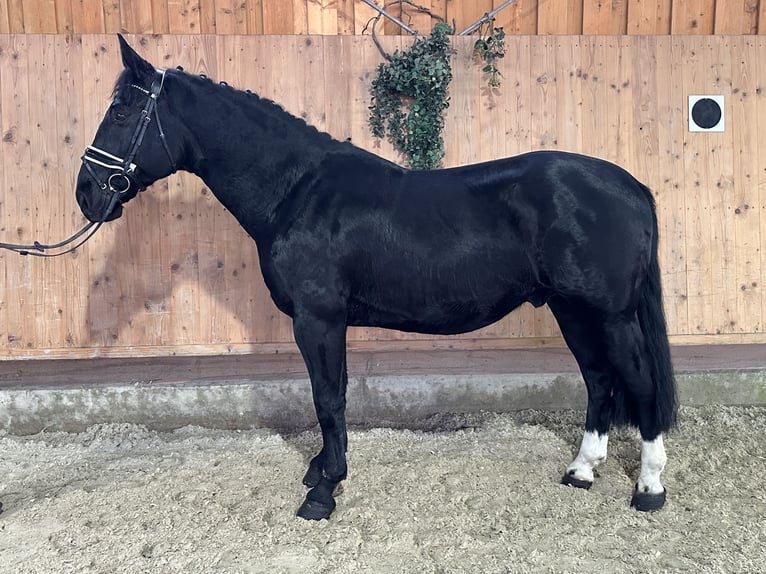 Schweres Warmblut Wallach 6 Jahre 166 cm Rappe in Riedlingen