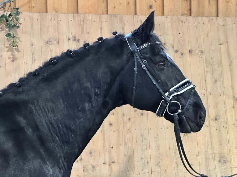 Schweres Warmblut Wallach 6 Jahre 166 cm Rappe in Riedlingen