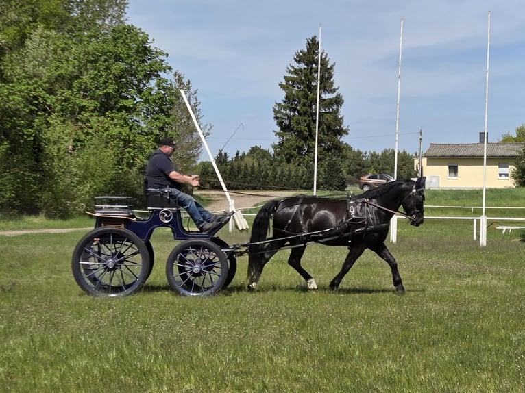 Schweres Warmblut Wallach 6 Jahre 168 cm Rappe in Zerbst