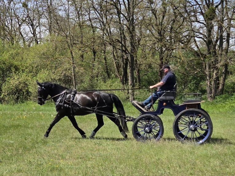 Schweres Warmblut Wallach 6 Jahre 168 cm Rappe in Zerbst