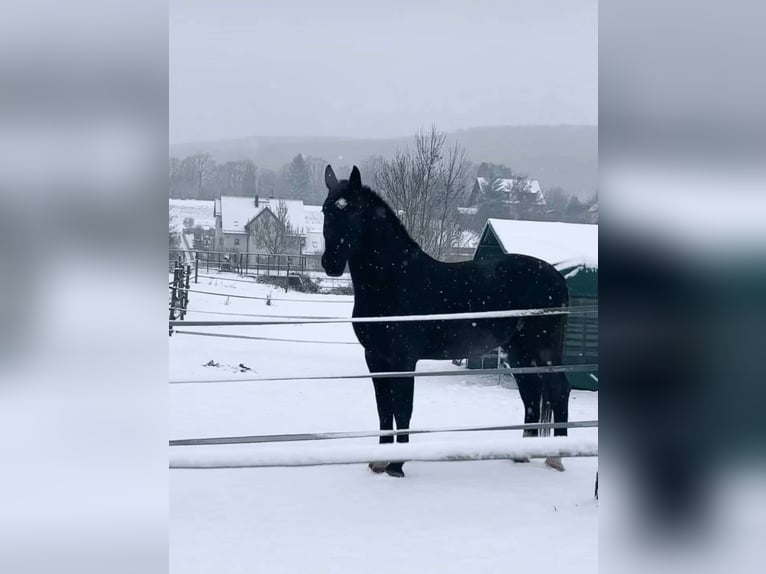 Schweres Warmblut Wallach 6 Jahre 170 cm Rappe in Weilersbach