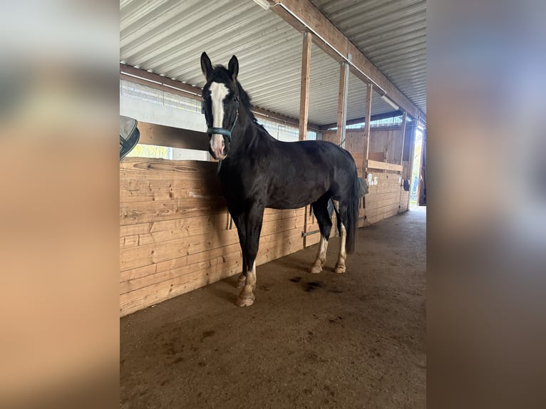Schweres Warmblut Wallach 6 Jahre 176 cm Rappe in Zarpen