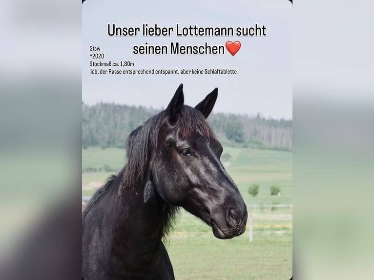 Schweres Warmblut Wallach 6 Jahre 176 cm Rappe in Rittersdorf