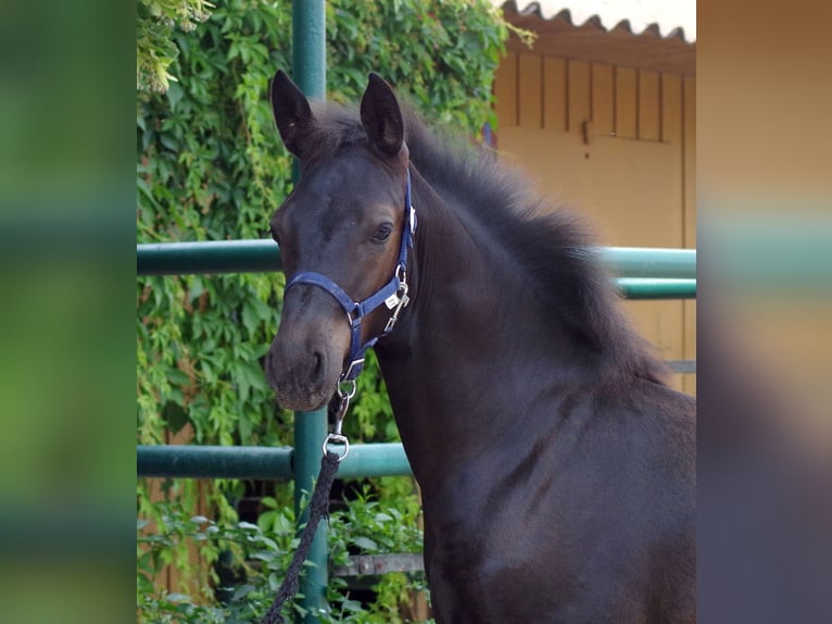 Schweres Warmblut Wallach 6 Jahre 176 cm Rappe in Rittersdorf