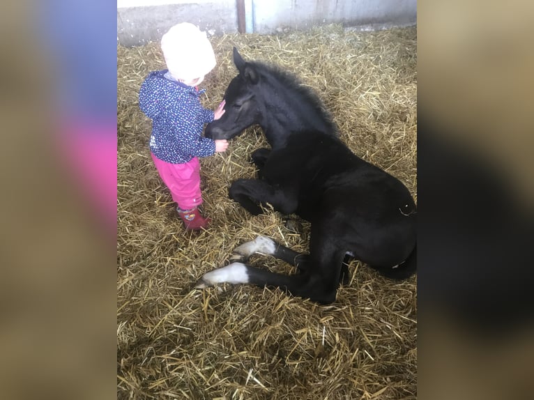 Schweres Warmblut Wallach 6 Jahre 176 cm Rappe in Rittersdorf