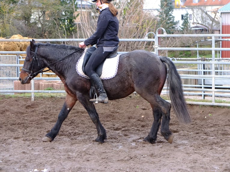 Schweres Warmblut Mix Wallach 7 Jahre 150 cm Rappschimmel in Buttstädt