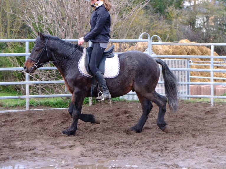 Schweres Warmblut Mix Wallach 7 Jahre 150 cm Rappschimmel in Buttstädt