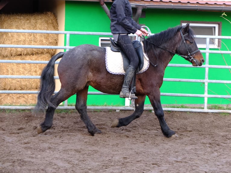 Schweres Warmblut Mix Wallach 7 Jahre 150 cm Rappschimmel in Buttstädt