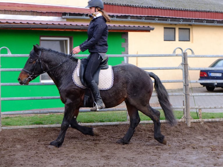 Schweres Warmblut Mix Wallach 7 Jahre 150 cm Rappschimmel in Buttstädt