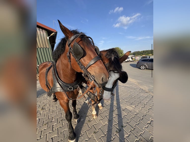 Schweres Warmblut Mix Wallach 7 Jahre 153 cm Brauner in Braunfels Bonbaden