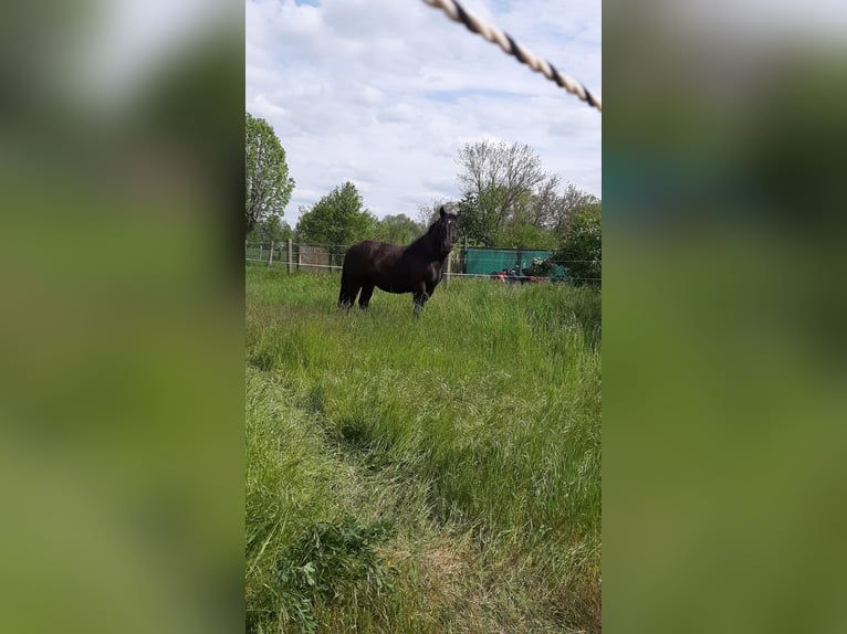Schweres Warmblut Wallach 7 Jahre 160 cm Rappe in Udestedt