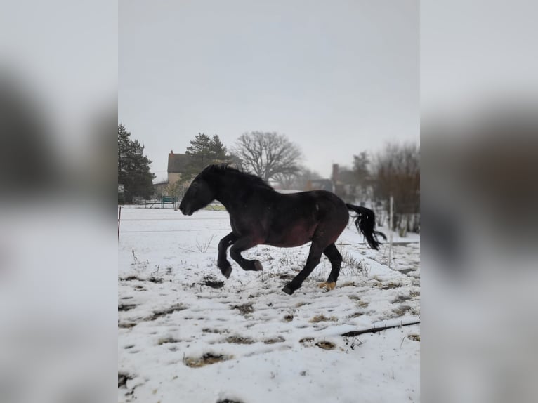 Schweres Warmblut Wallach 7 Jahre 160 cm Rappe in Udestedt