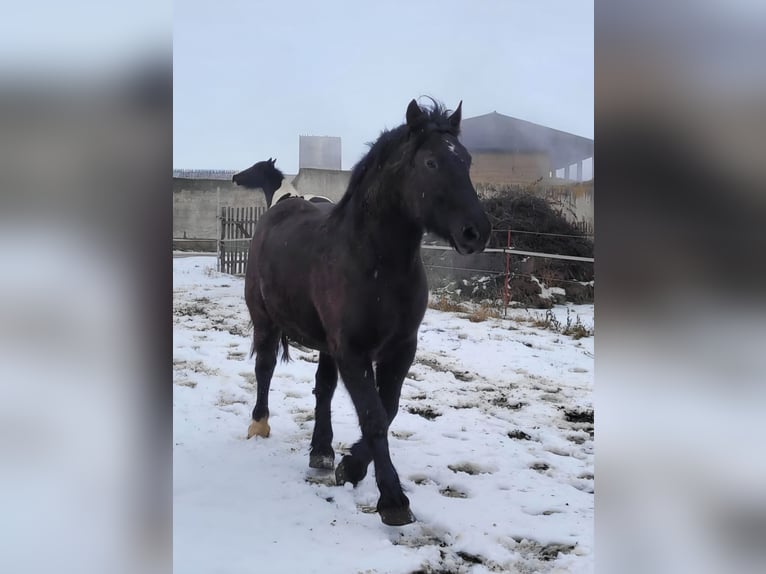 Schweres Warmblut Wallach 7 Jahre 160 cm Rappe in Udestedt
