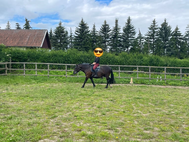 Schweres Warmblut Wallach 7 Jahre 160 cm Rappe in Udestedt