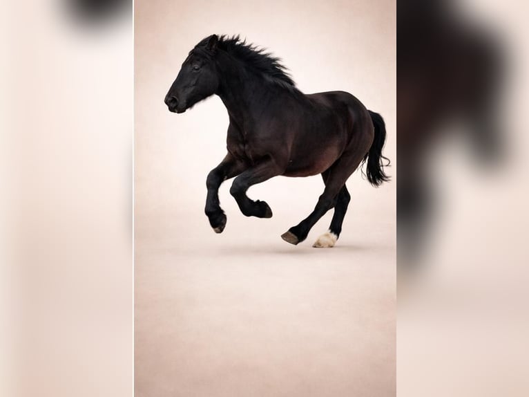 Schweres Warmblut Wallach 7 Jahre 160 cm Rappe in Udestedt