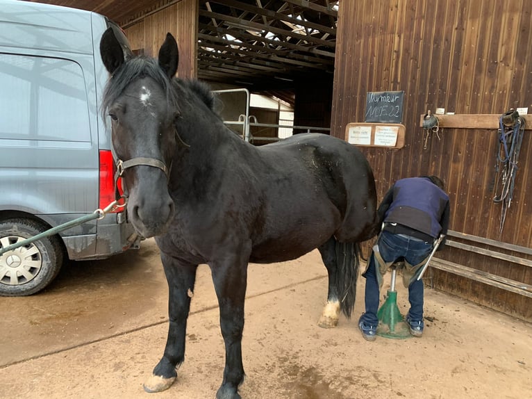 Schweres Warmblut Wallach 7 Jahre 160 cm Rappe in Udestedt