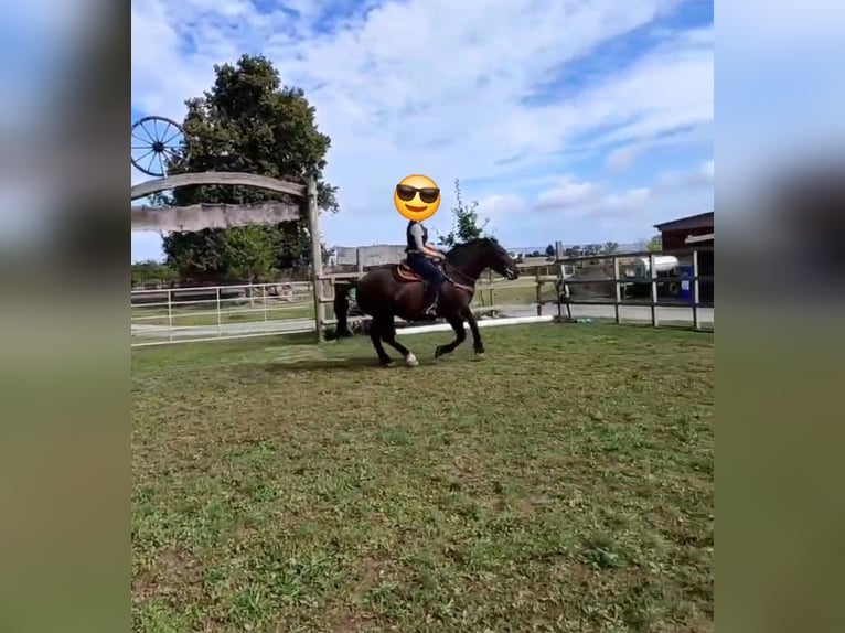 Schweres Warmblut Wallach 7 Jahre 160 cm Rappe in Udestedt