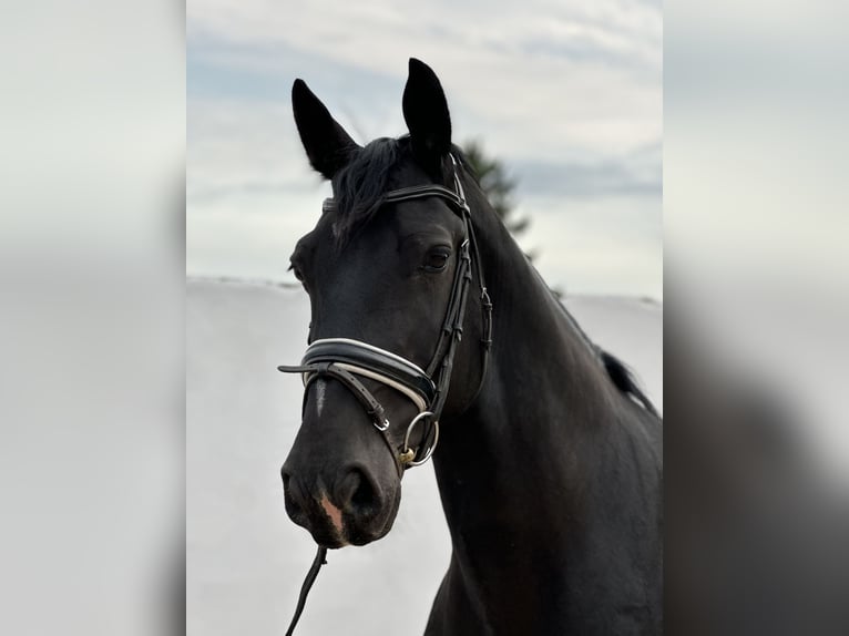 Schweres Warmblut Wallach 7 Jahre 162 cm Rappe in Bad Langensalza